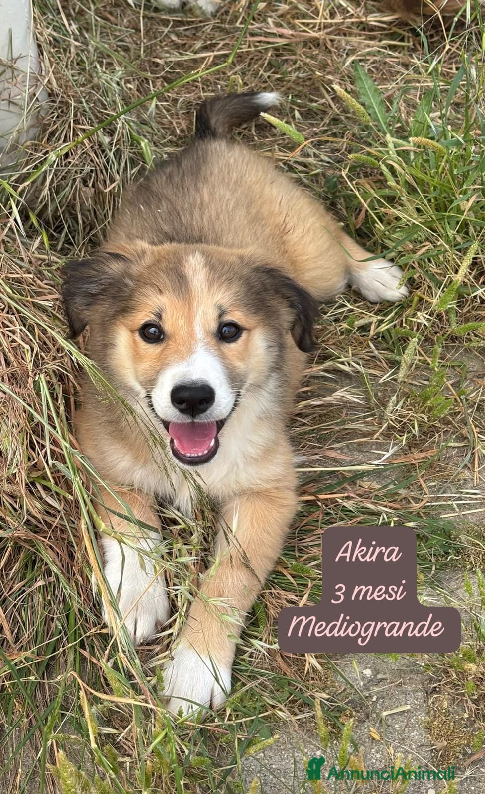 Meticcio cani Tanti cuccioli da salvare  - Annuncio 1