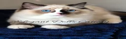 Ragdoll gatti in vendita: Ragdoll disponibile - maschio  - Annuncio 1