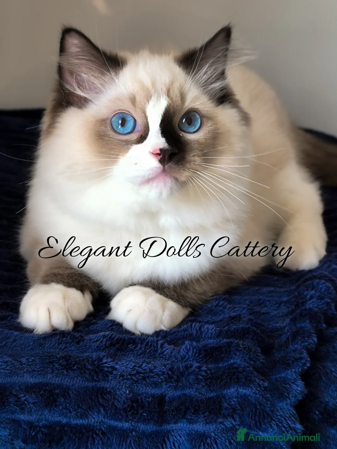 Ragdoll gatti in vendita: Ragdoll disponibile - maschio  - Annuncio 1