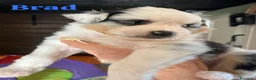 Australian Shepherd cani in vendita: Cuccioli Australian Shepherd - Annuncio 4