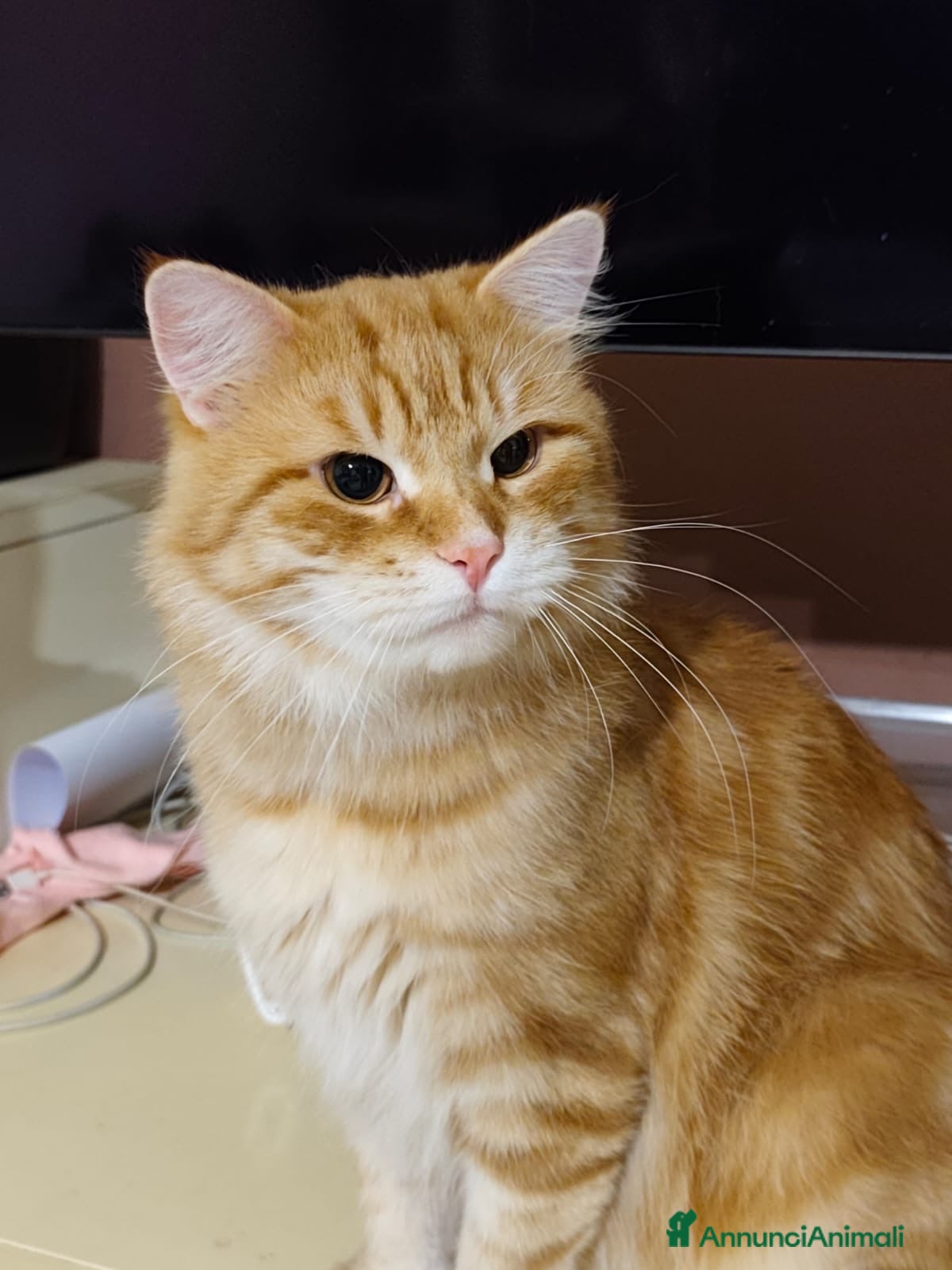 Siberiano gatti Siberiano gatto ipoallergenico - Annuncio 34