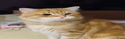Siberiano gatti in vendita: Siberiano gatto ipoallergenico - Annuncio 1