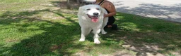 Meticcio cani in regalo: MIRTILLO E LA SUA GIOIA DI VIVERE...IN ADOZIONE - Annuncio 3