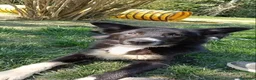 Border Collie cani in vendita: Joke Cerca la sua guida - Annuncio 4