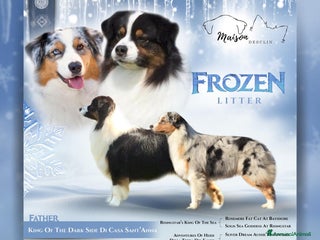 Australian Shepherd cani Cuccioli pastore australiano - Annuncio 1