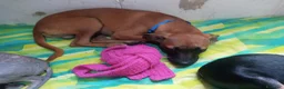 Meticcio cani in vendita: Similpinscher - Annuncio 5