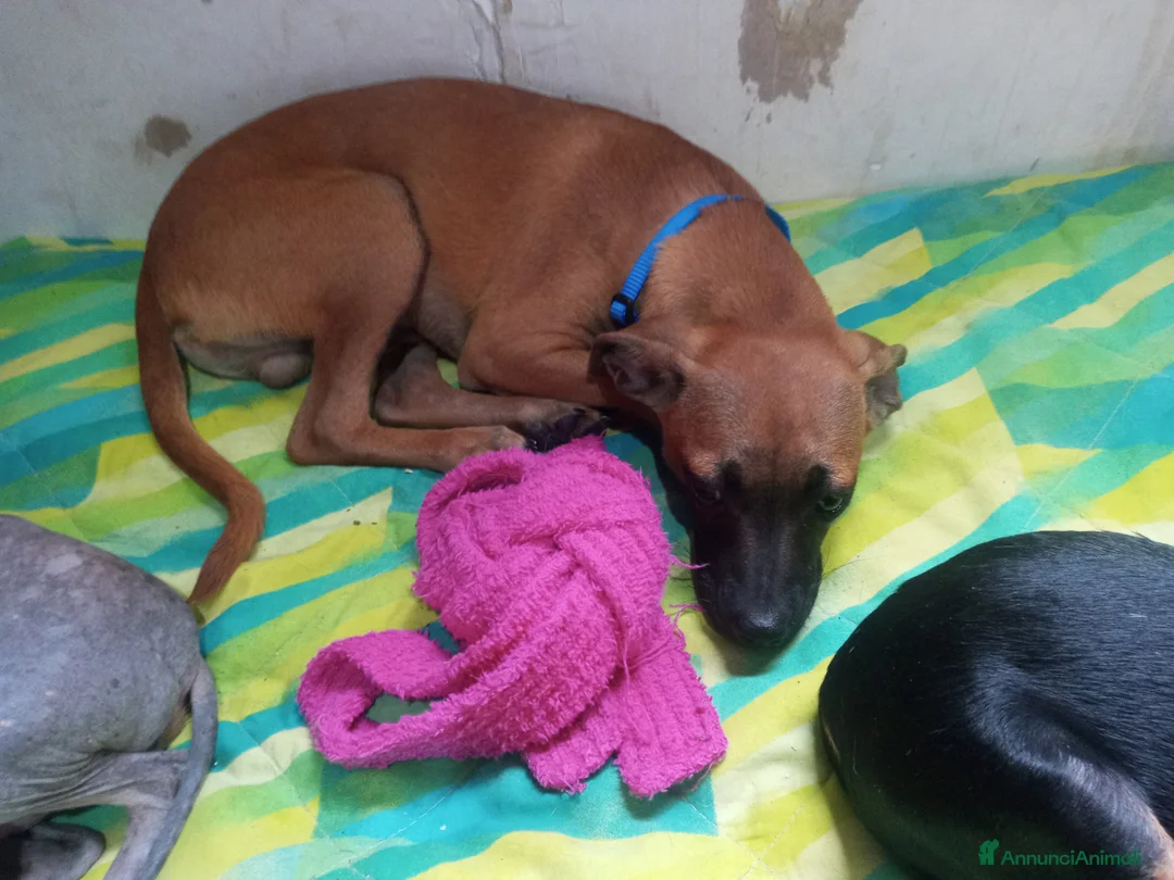 Meticcio cani in vendita: Similpinscher - Annuncio 5