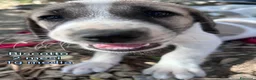 Meticcio cani in regalo: ADOTTA UN CUCCIOLO! a Provincia di Reggio Emilia - Annuncio 4