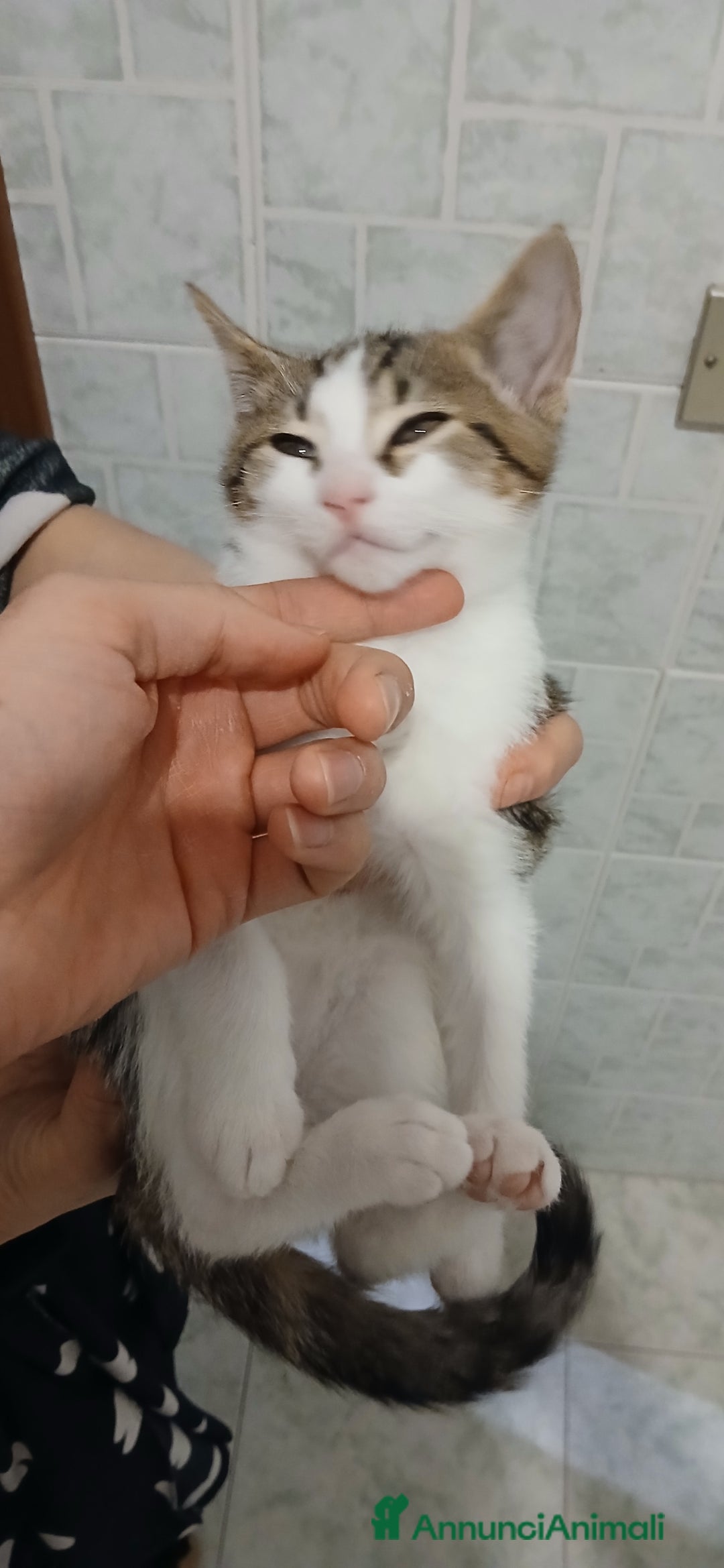 Europeo gatti in regalo: 4 gattini di 2 mesi - Immagine 5