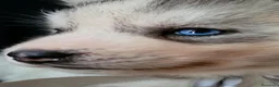 Husky cani in vendita: SIBERIAN HUSKY CUCCIOLATA CON PEDIGREE  - Annuncio 1