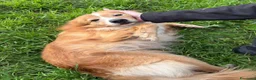 Meticcio cani in regalo: RICKY 💙 11 kg di bontà a Provincia di Pistoia - Annuncio 6