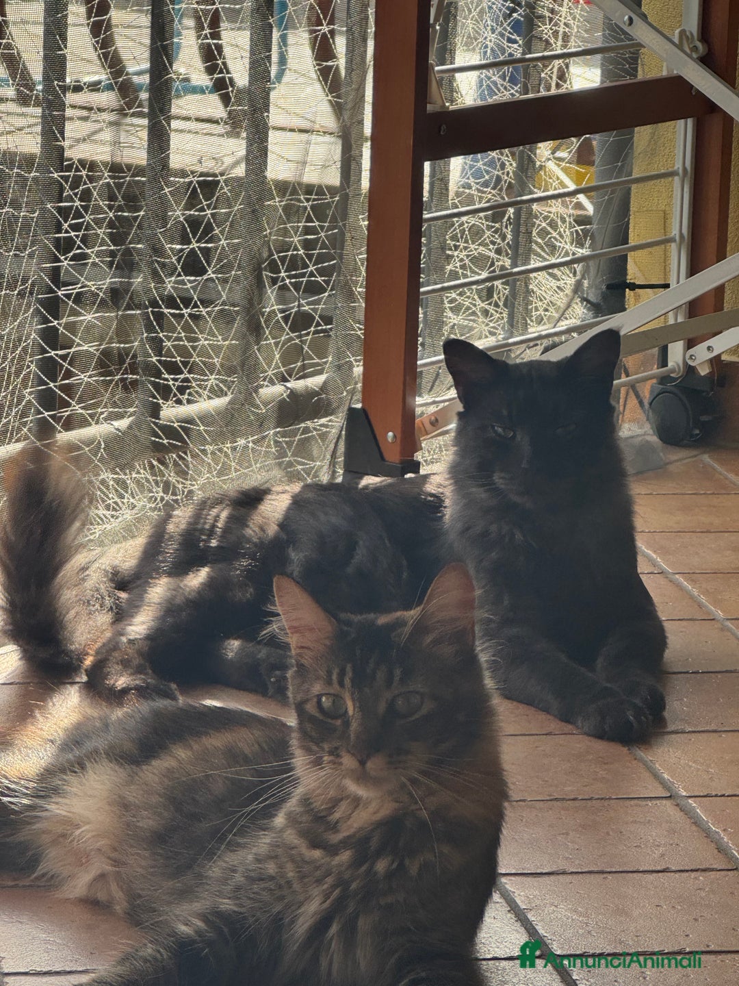 Maine Coon gatti per accoppiamento: Stallone Black smoke Maine Coon Per accopiamento a Provincia di Brescia - Annuncio 12