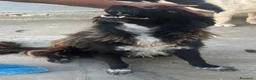 Border Collie cani in regalo: Conny, meraviglioso incrocio Border Collie a Città Metropolitana di Firenze - Annuncio 2