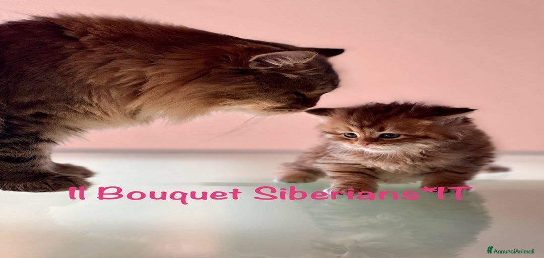 Immagine della galleria {{count}}