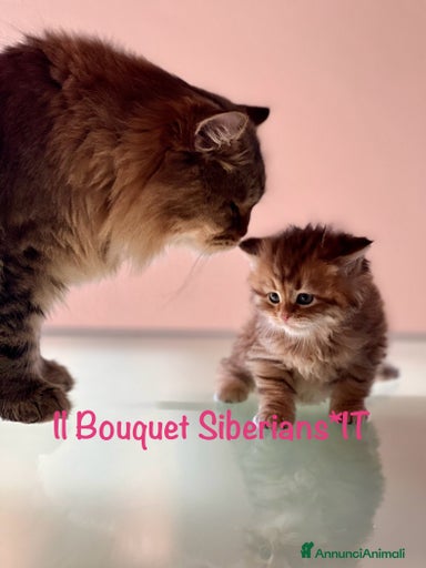 Immagine della galleria {{count}}