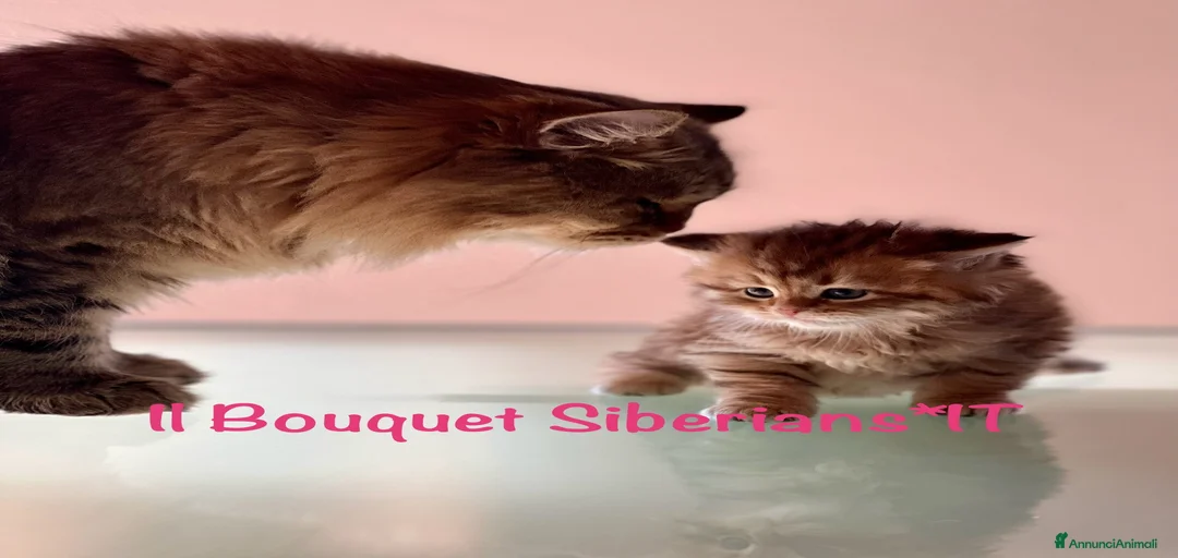 Immagine della galleria {{count}}