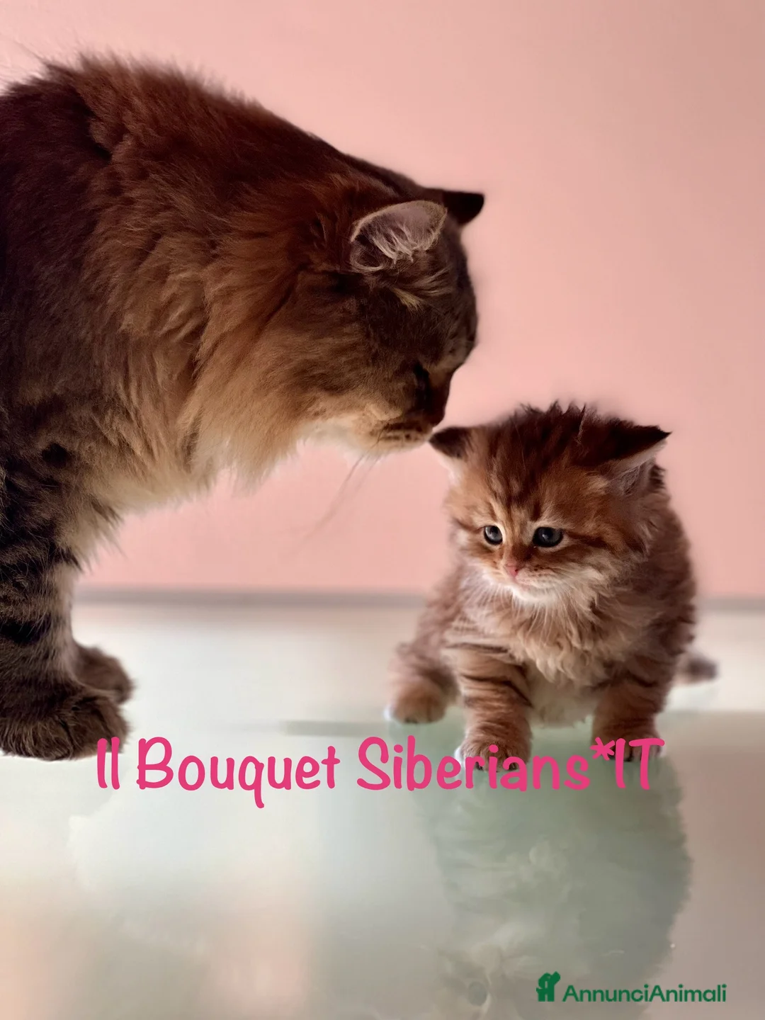 Immagine della galleria {{count}}