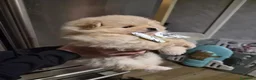 Volpino Pomerania cani in vendita: Cuccioli di Pomerania - Annuncio 3