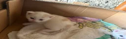 Europeo gatti in regalo: Regalo gattini - Annuncio 6