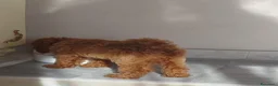 Meticcio cani in vendita: Figlia di Barboncina Toy e Barboncino Nano - Annuncio 5