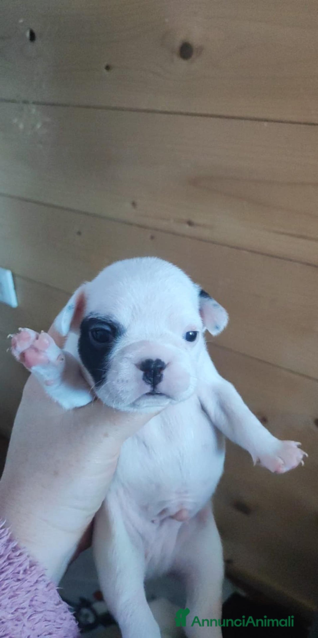 Bulldog Francese cani in vendita: Vendo cuccioli di bulldog francese  - Annuncio 2