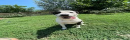 Meticcio cani in regalo: Tequila: taglia grande, cerca adozione o stallo  - Annuncio 4