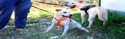Meticcio cani in regalo: Akira mix labrador in adozione  - Annuncio 8