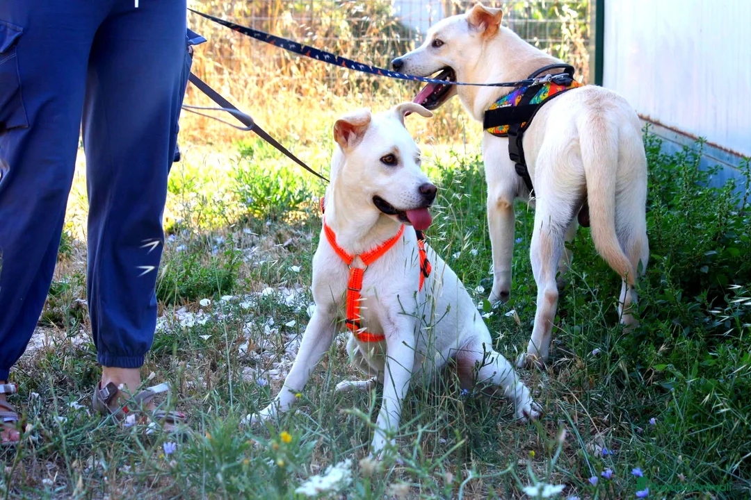 Meticcio cani in regalo: Akira mix labrador in adozione  - Annuncio 8