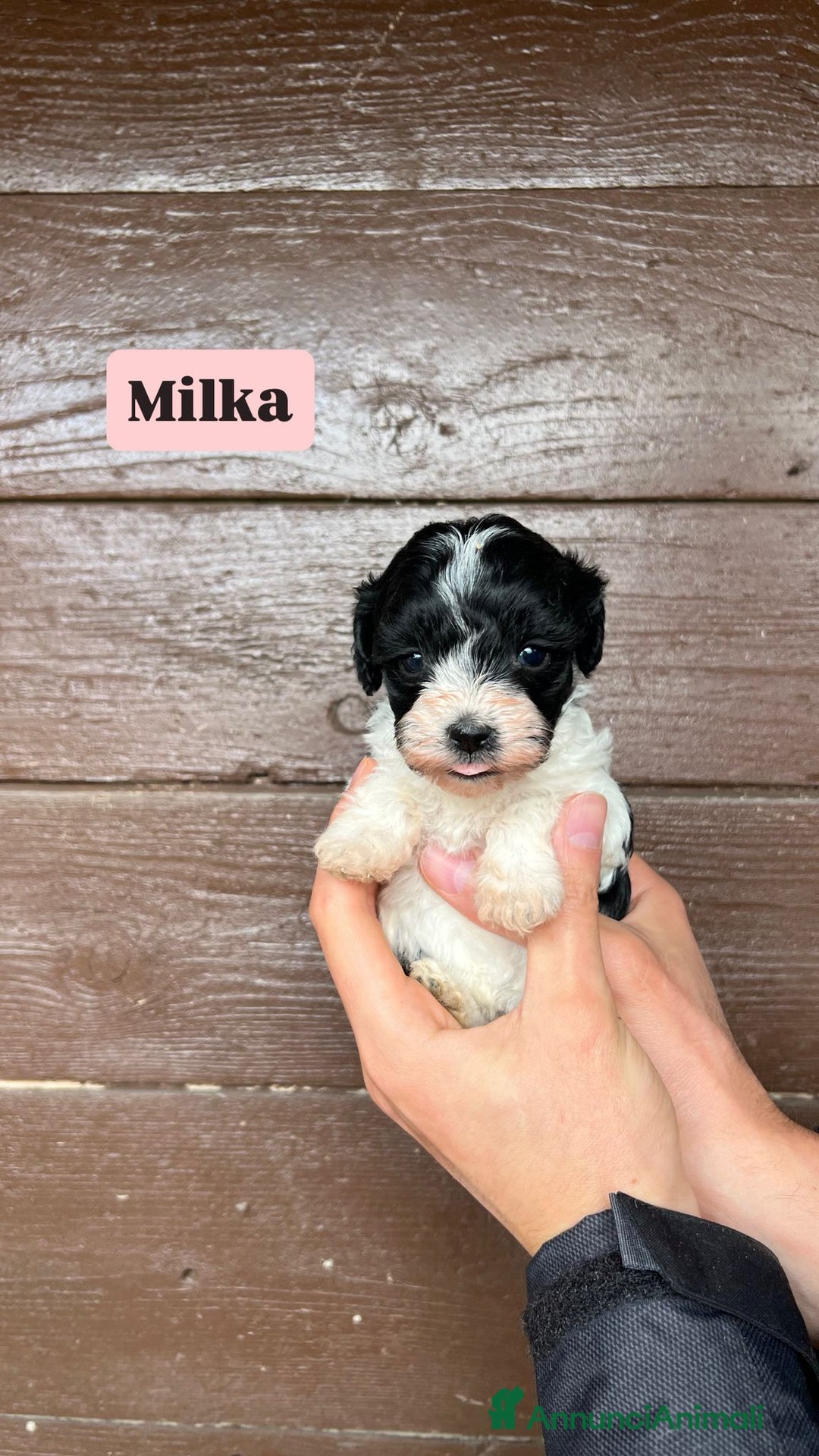 Meticcio cani in vendita: Maltipoo - Annuncio 2