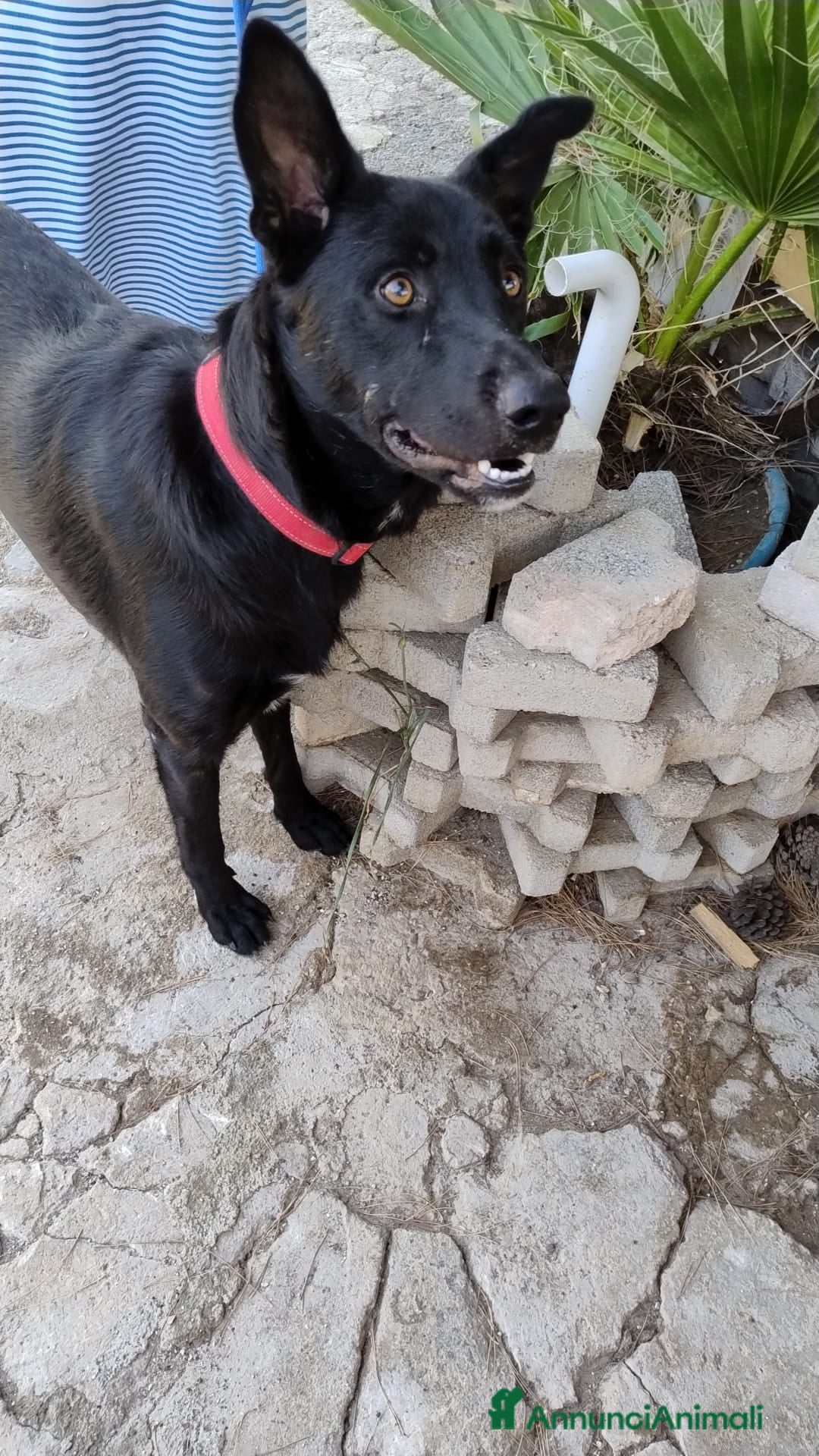 Meticcio cani in regalo: Artù, 9 mesi a Provincia di Bergamo - Immagine 9