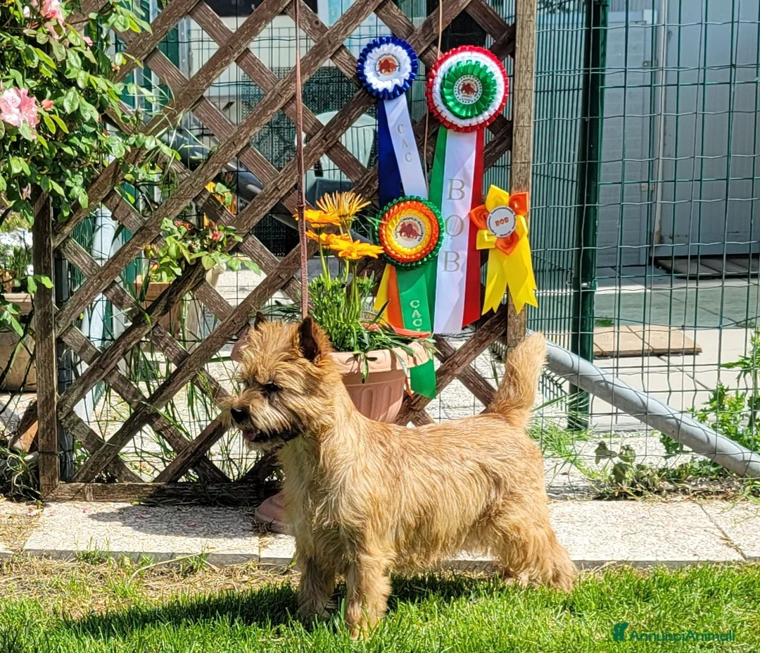 Immagine della galleria {{count}}