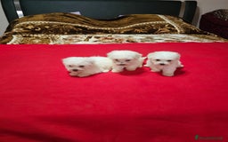 Maltese cani in vendita: Maltese  a Città metropolitana di Roma Capitale - Immagine 2
