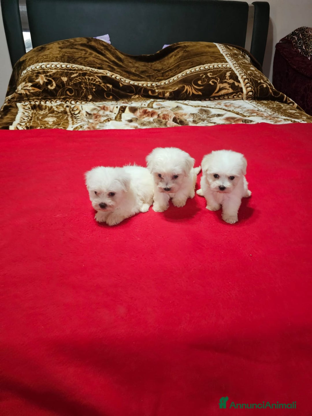 Maltese cani in vendita: Maltese  a Città metropolitana di Roma Capitale - Immagine 2