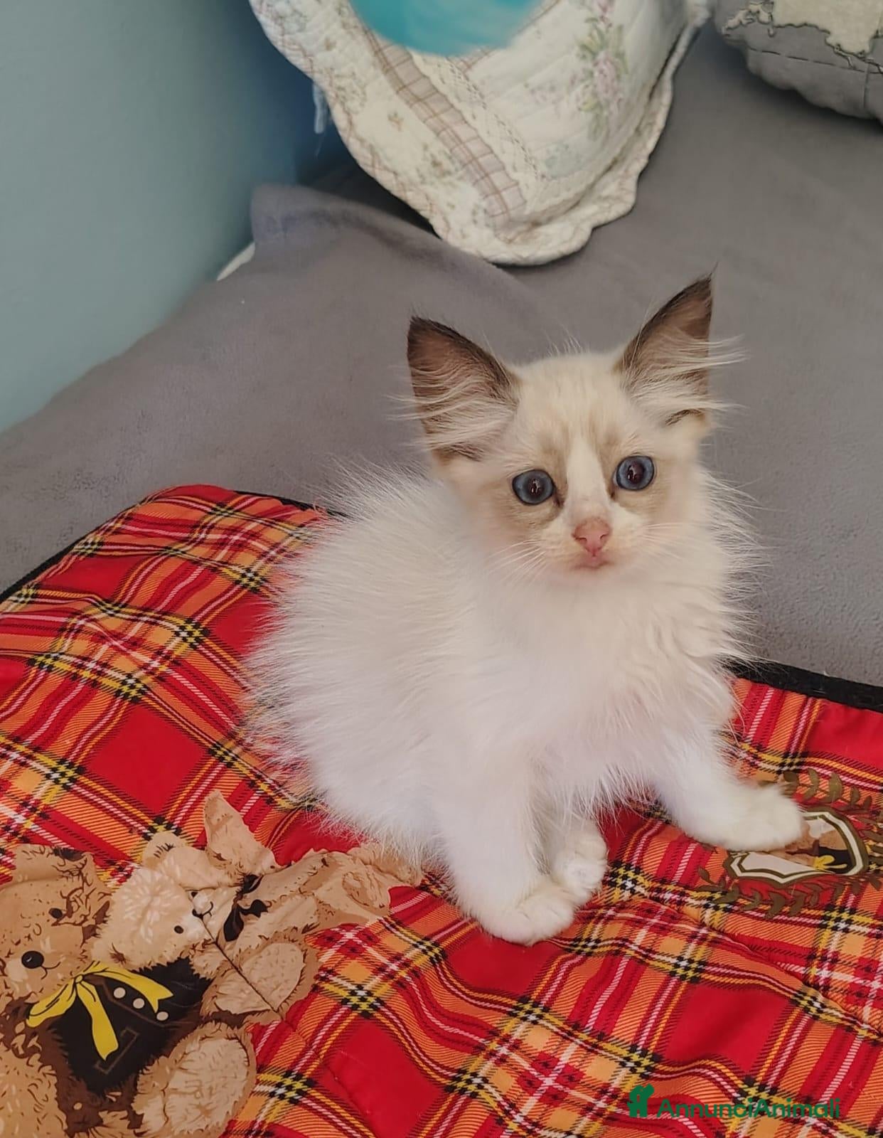 Ragdoll gatti Cuccioli Ragdoll  - Annuncio 1