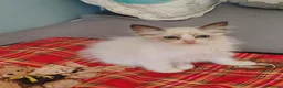Ragdoll gatti in vendita: Cuccioli Ragdoll  - Annuncio 1