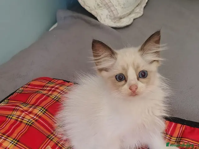 Ragdoll gatti Cuccioli Ragdoll - Annuncio 1