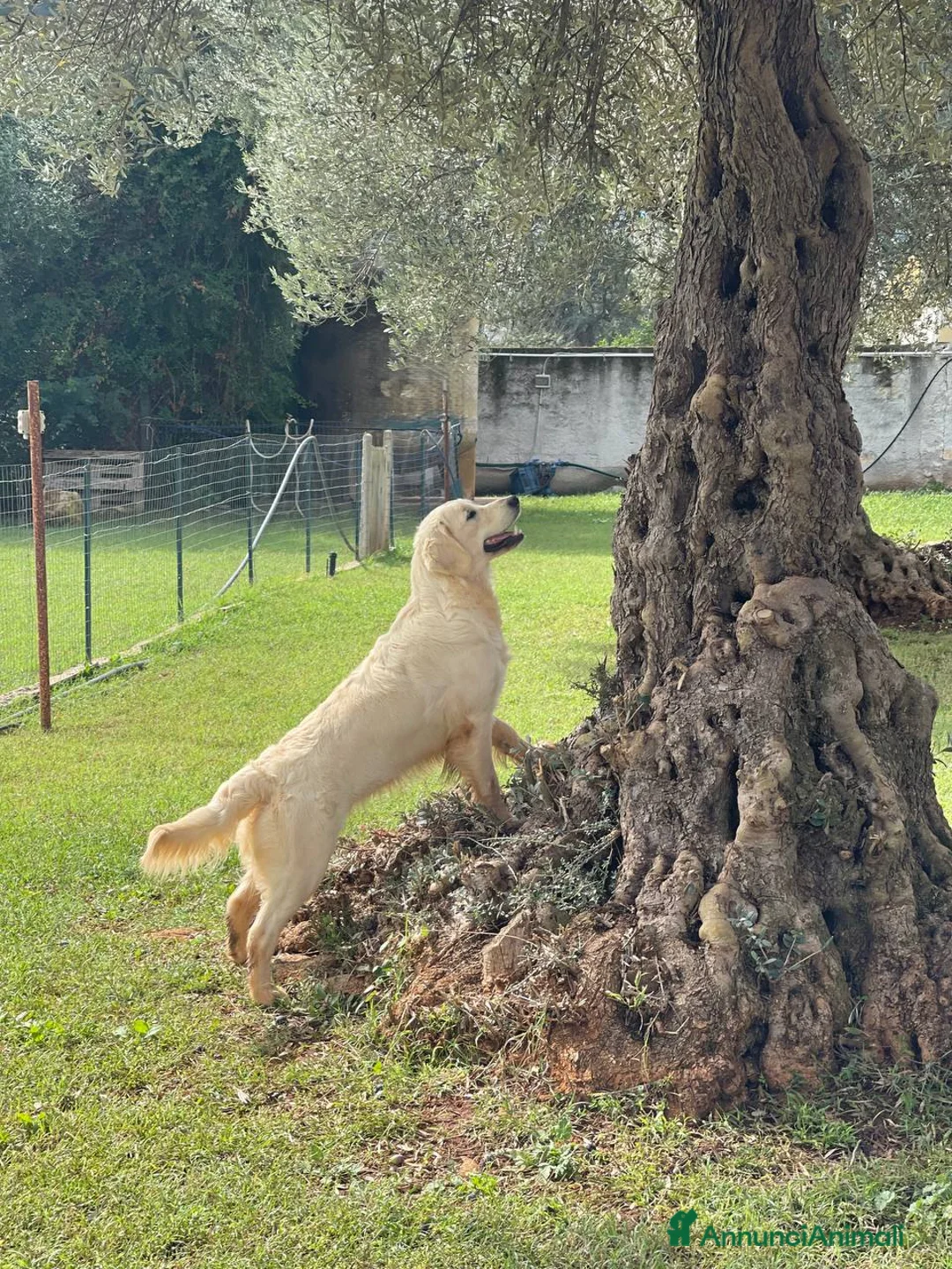 Immagine della galleria {{count}}