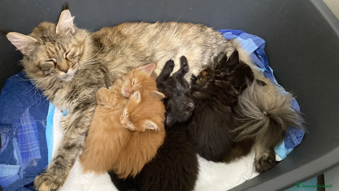 Maine Coon gatti in vendita: Cuccioli di Maine Coon disponibili - Annuncio 13