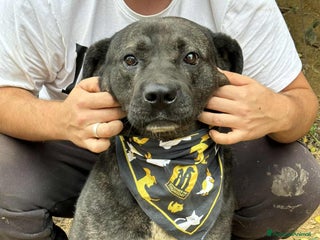 Meticcio cani HERCULES, molosso dalla bontà unica! - Annuncio 36