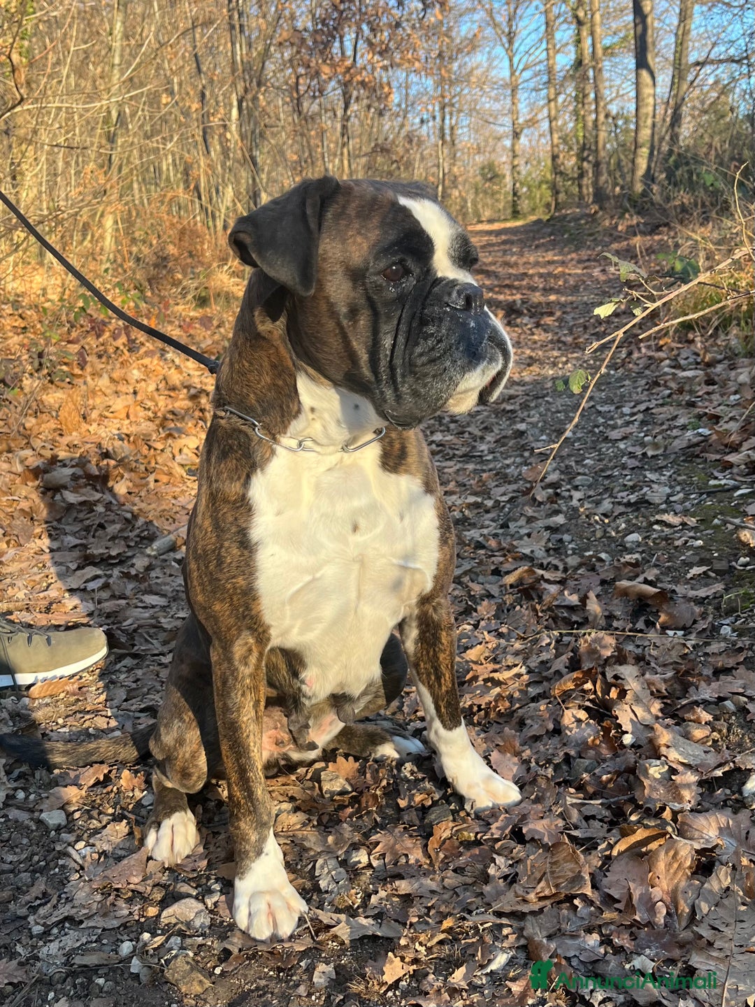 Boxer cani in vendita: Boxer - Annuncio 2