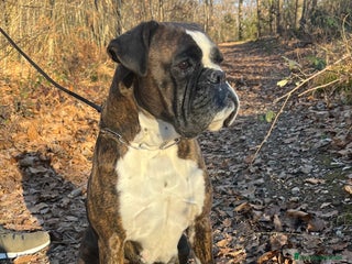 Boxer cani Boxer - Annuncio 1