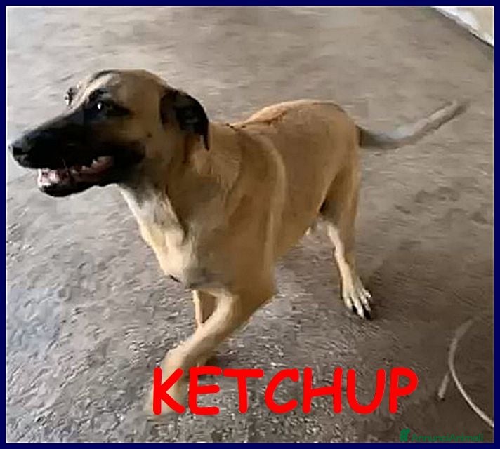 Meticcio cani KETCHUP splendido giovanotto! - Annuncio 16