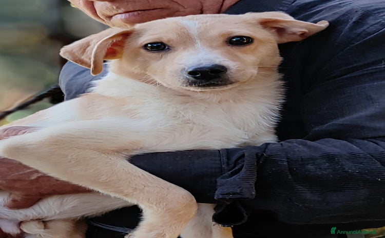 Meticcio cani a Provincia di Como - Annuncio 6