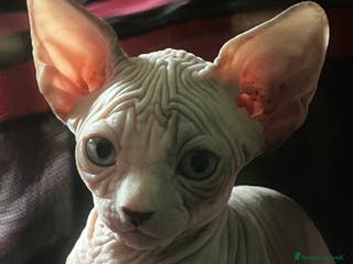 Sphynx gatti Sphynx - Annuncio 6