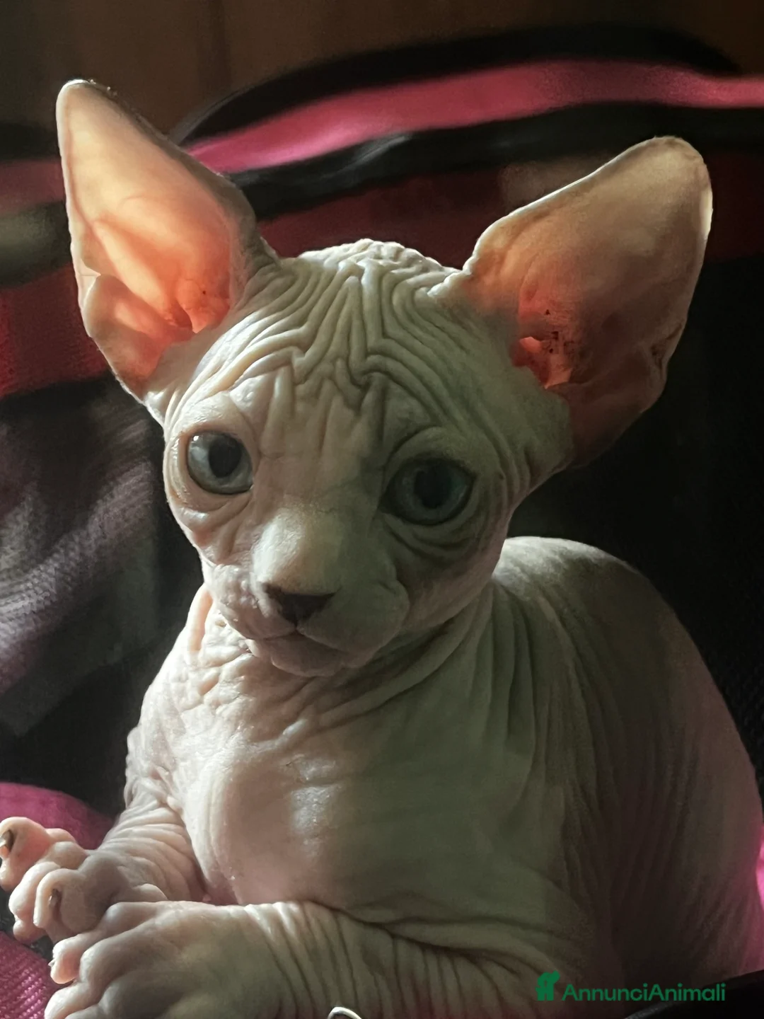 Sphynx gatti in vendita: Sphynx  - Annuncio 1