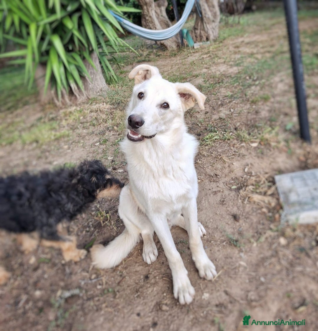 Meticcio cani in regalo: SID 💙 -cucciolotto. Non lasciatelo in un box 🙏🏻 - Annuncio 4