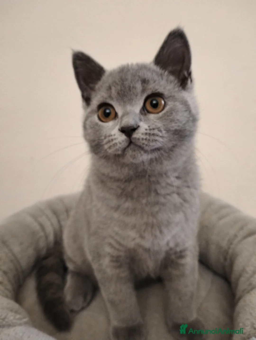 British gatti in vendita: Cucciolo British Shorthair  - Annuncio 5