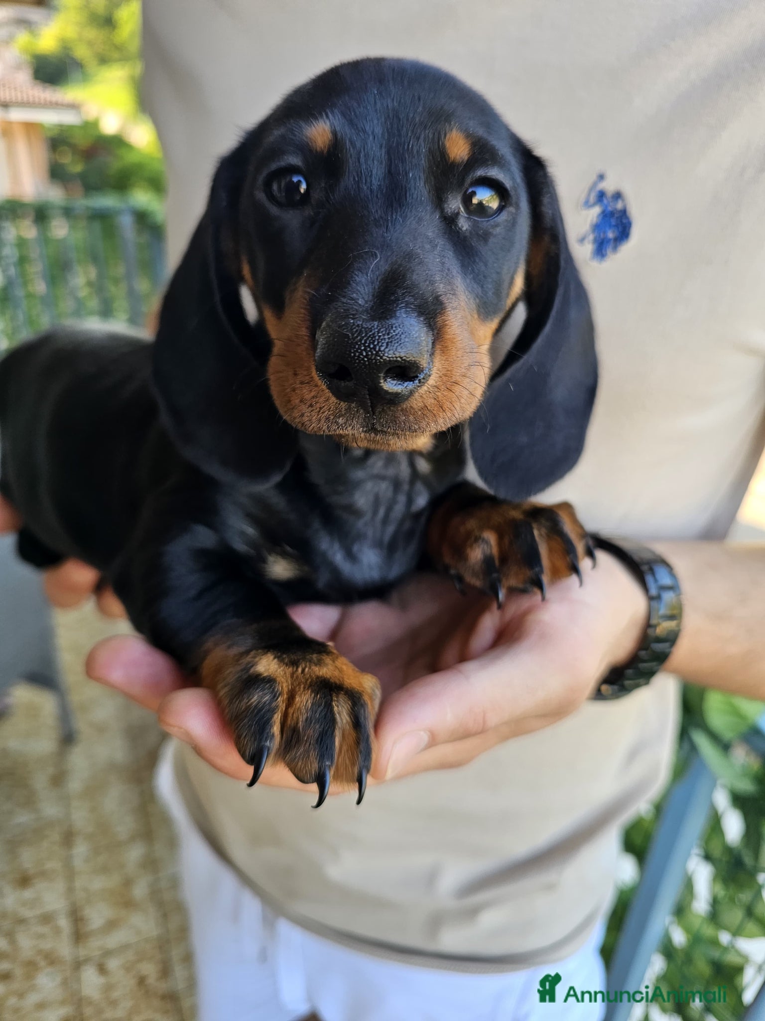 Bassotto cani in vendita: Bassotti nani - Annuncio 7