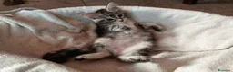 Maine Coon gatti in vendita: Maine coon cucciole Tortie,Red, White - Annuncio 12