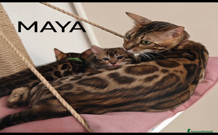 Bengala gatti Cuccioli di Bengala - Annuncio 1
